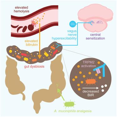 Gut microbiota and metabolites drive chronic sickle cell disease pain in mice