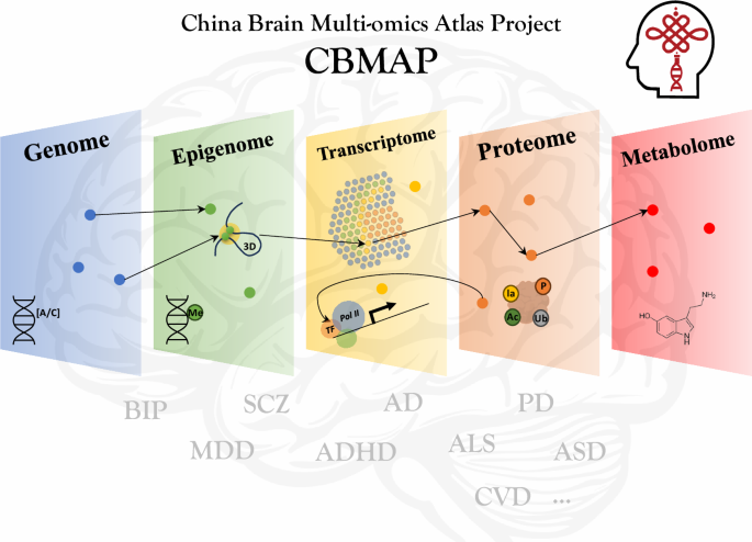 The China Brain Multi-omics Atlas Project (CBMAP)