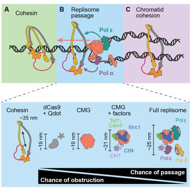Replisome passage through the cohesin ring