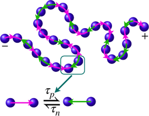 Folding-Unfolding Transition of Active Polymer on the Reconfiguration of Bidirectional Tangential Active Force