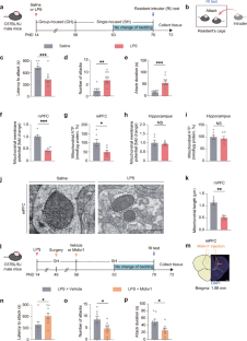 Early-life inflammation increases aggressive behavior in adult male mice through an astrocyte-neuron signaling