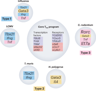 TFH cell programs by pathogen and species