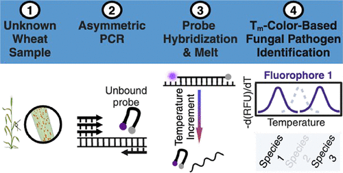 Streamlined Probe-Melt PCR for Multiplex Detection of Wheat Fungal Pathogens