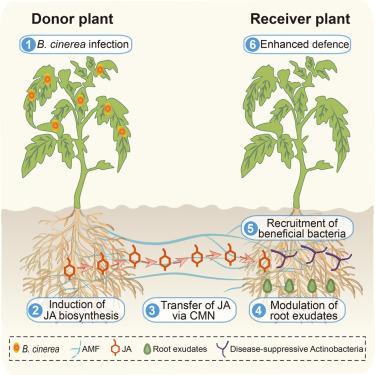 Common mycorrhizal networks facilitate plant disease resistance by altering rhizosphere microbiome assembly