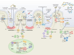 Microbiota-mediated mechanisms of mucosal immunity across the lifespan