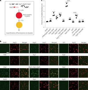 Phase separation promotes Atg8 lipidation and vesicle condensation for autophagy progression
