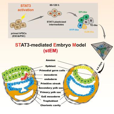Signaling reprogramming via Stat3 activation unravels high-fidelity human post-implantation embryo modeling