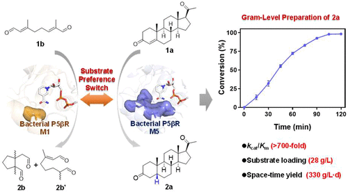 Engineered Bacterial Progesterone 5β-Reductase: Tunable Substrate Preference and Synthesis of 5β-Dihydrosteroids