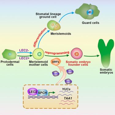 Time-resolved reprogramming of single somatic cells into totipotent states during plant regeneration