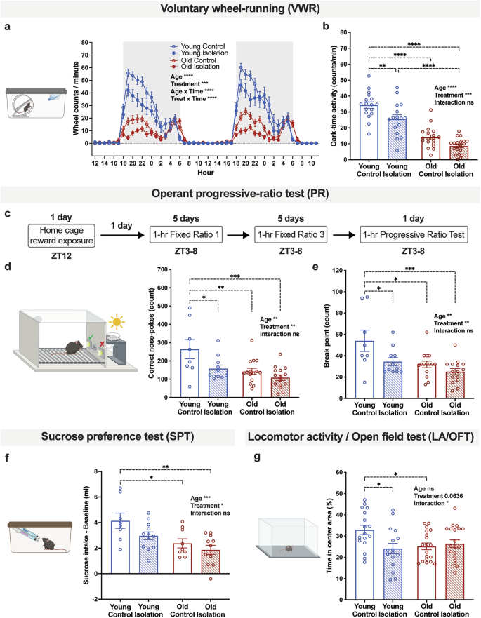 Aging reduces motivation through decreased Bdnf expression in the ventral tegmental area