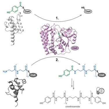 Distal peptide elongation by a protease-like ligase and two distinct carrier proteins