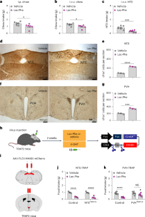 Lac-Phe induces hypophagia by inhibiting AgRP neurons in mice