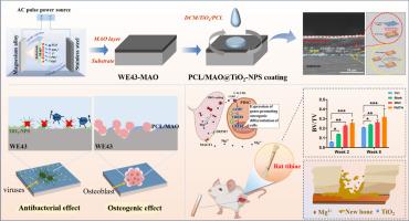 Multilayered PCL/MAO@TiO2 nanoparticle coatings: Optimizing degradation and mechanical stability of biodegradable magnesium alloy bone implants