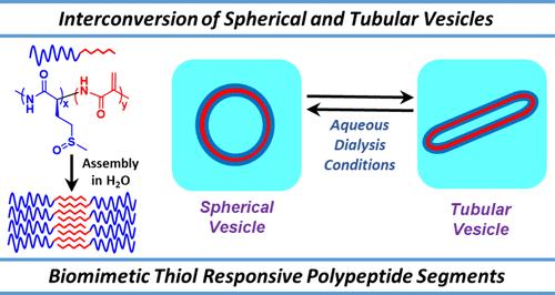Shape Transformation of Poly(l-methionine sulfoxide)-b-poly(dehydroalanine) Vesicles