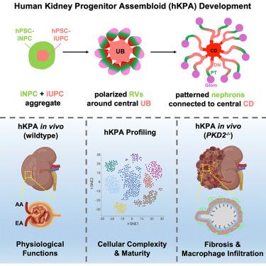 Spatially patterned kidney assembloids recapitulate progenitor self-assembly and enable high-fidelity in vivo disease modeling