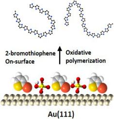 Anion-modulated self-assembly and on-surface polymerization of 2-Bromothiophene on Au(111)