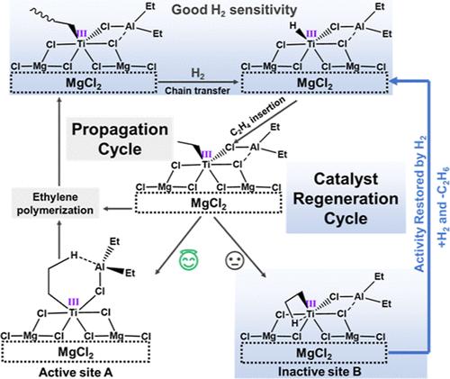 Stepwise Detitanation of Ziegler–Natta Catalysts: Unraveling the Role of Dormant Active Species in Ethylene Polymerization