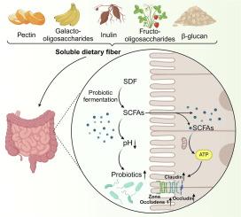 Gut microbiota: A key player for soluble dietary fiber in regulating inflammatory disease