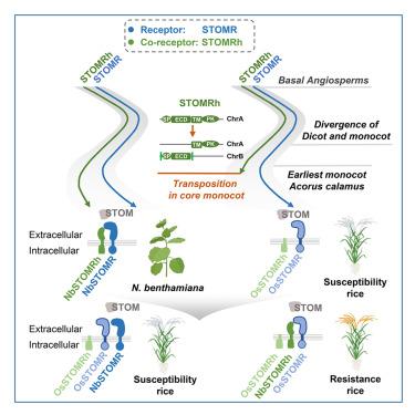 Fungal resistance in rice is restored by interfamily transfer of an evolutionarily lost co-receptor
