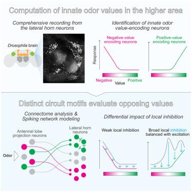 Distinct circuit motifs evaluate opposing innate values of odors