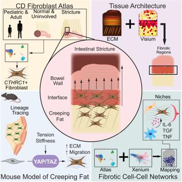 Creeping fat-derived mechanosensitive fibroblasts drive intestinal fibrosis in Crohn’s disease strictures