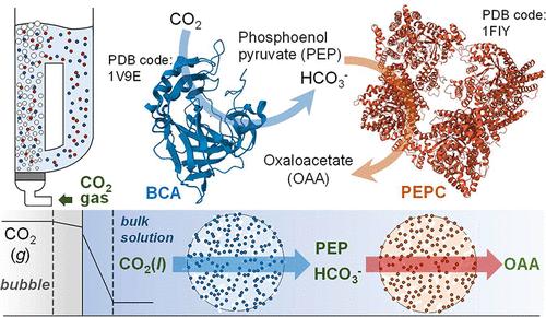 Multiphase Bienzyme Reactors Driven by CO2-Containing Bubbles for Catalytic Carbon Fixation