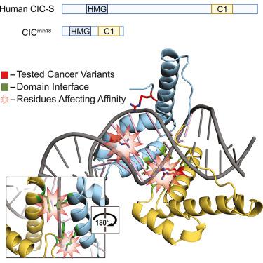 Molecular basis of DNA recognition by the HMG-box-C1 module of capicua