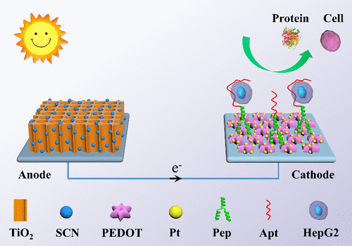 Peptide-Conjugated Dual-Photoelectrode Platform for Enhanced Anti-Interference Photoelectrochemical Cytosensing