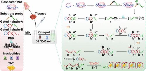 CRISPR/Cas13a trans-Cleavage-Driven Programmable Autonomous Synthesis of a Functional G-Quadruplex for Ultrasensitive Detection of Circular RNAs with an Improved Signal-to-Background Ratio