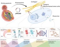 Multi-omics elucidation of recombinant collagen‐mediated modulation of mesenchymal stem cell functions