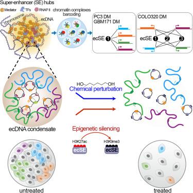 Extrachromosomal DNA associates with nuclear condensates and reorganizes chromatin structures to enhance oncogenic transcription