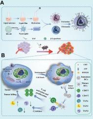 Mitochondria-targeted hybrid nanovesicles trigger immunogenic cell death and remodel tumor neutrophils for enhanced colorectal cancer immunotherapy
