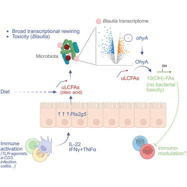 Long-chain unsaturated fatty acids released during immune responses stimulate host-microbe trans-kingdom communication
