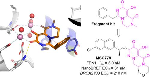 Fragment-Based Discovery and Structure-Led Optimization of MSC778, the First Potent, Selective, and Orally Bioavailable FEN1 Inhibitor
