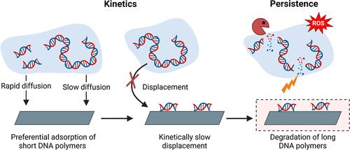 Polymer Length Governs DNA Adsorption Dynamics on Mineral Surfaces