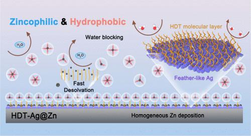Feather-Effect-Inspired Superhydrophobic and Zincophilic Strategy for Ultrastable Zn Metal Anodes