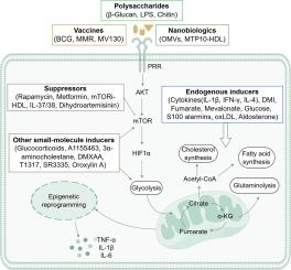 Trained immunity modulators: A new frontier in immunoregulation and disease intervention