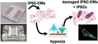 A novel holder and microfluidic system for spatially controlled hypoxia induction, mechanical stimulation and cardiac regeneration research