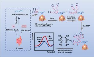 A highly sensitive magnetic separation-assisted electrochemical sensor for detection of m6A-microRNA-17–5p based on rolling circle amplification and N3-kethoxal labeling strategy at LIG electrodes