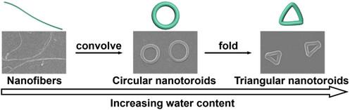 Triangular Nanotoroids Self-Assembled from Polypeptide Homopolymers: The Formation Route and Mechanisms.