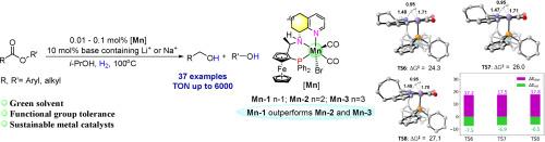 Suitable alkali cations improved Mn(I)-catalyzed hydrogenation of esters: An insight into the effect of bases and ligands’ ring sizes on catalytic performance
