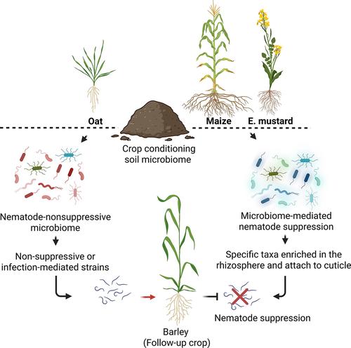 Pre-Crop Choice Shapes Nematode-Attached Bacterial Communities Associated With Reduced Pratylenchus penetrans Invasion of Barley Roots