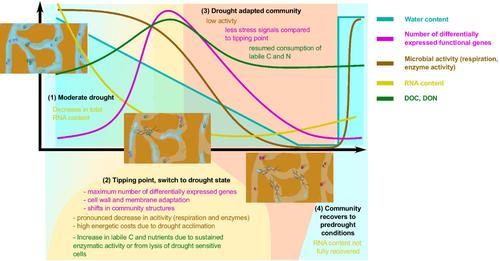 Arctic Soil C and N Cycling Are Linked With Microbial Adaptations During Drought
