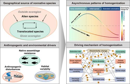 Translocated Species Exceed Alien Species in Homogenizing Freshwater Fish Assemblages