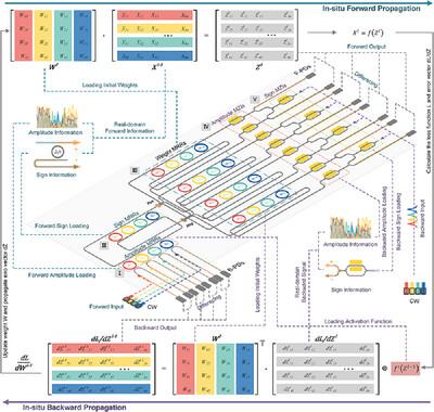 In‐Situ Trained Microring‐Based Neural Networks for Scalable and Robust Photonic Computing