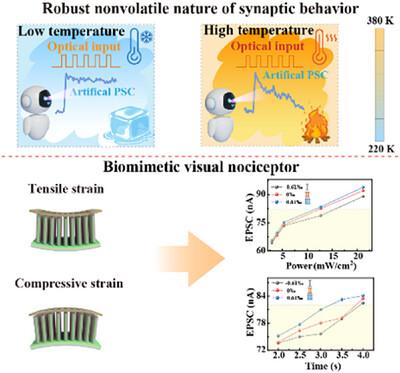 Dual Stimuli‐Responsive a‐GaOx/ZnO Heterojunction Nanowire Arrays Artificial Optoelectronic Synapse for Mimicking Visual Nociceptor Plasticity