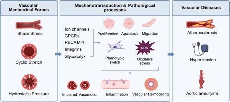 Vascular mechanical forces and vascular diseases