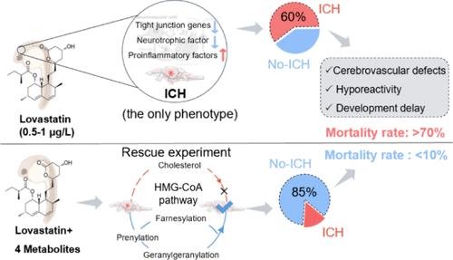 Intracranial Hemorrhage in Zebrafish: An Adverse Outcome Induced by Lovastatin