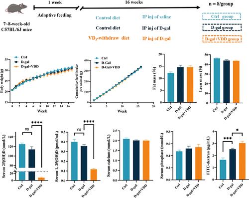 Vitamin D Deficiency Exacerbates d-Galactose-Induced Intestinal Barrier Dysfunction in a Murine Model of Intestinal Aging