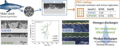 Potential-controlled PEO coatings on biomimetic textured AA2024: treatment optimization and corrosion resistance